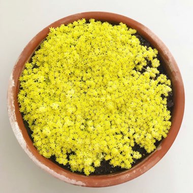 Tokyo Sun Stonecrop