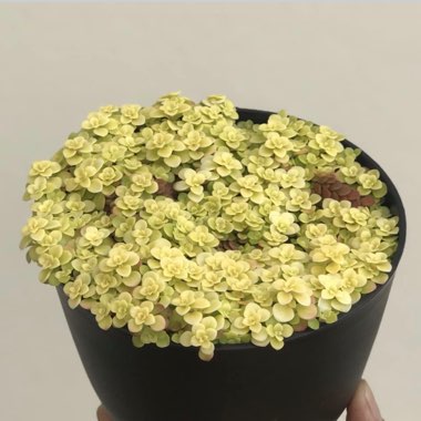 Stonecrop Ogon