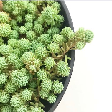 Spanish stonecrop