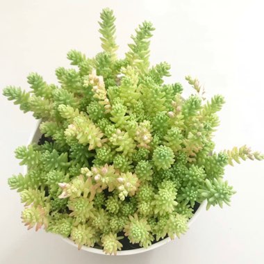 Sedum 'Diffusum'