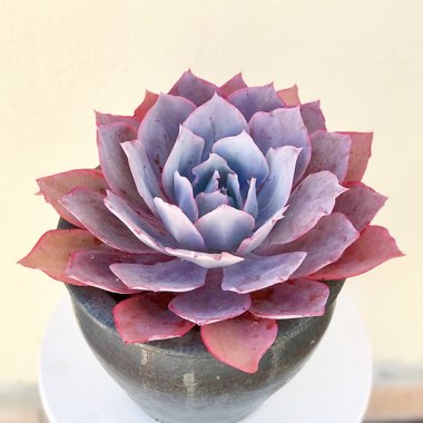 Echeveria 'Afterglow'