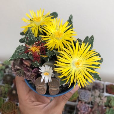 Bo's garden