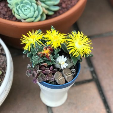 Bo's garden