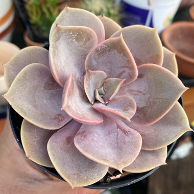 Echeveria 'Perle Von Nurnberg'