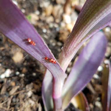 Purple-Heart Spiderwort