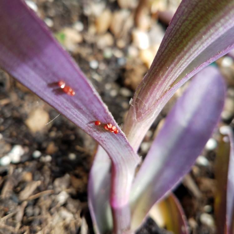 plant image 1397047 plant image 1397047