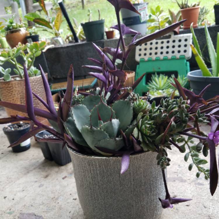 plant image 1397059 plant image 1397059