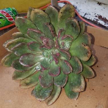 Graptoveria Petra's Beauty