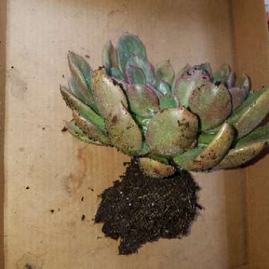 Graptoveria Petra's Beauty