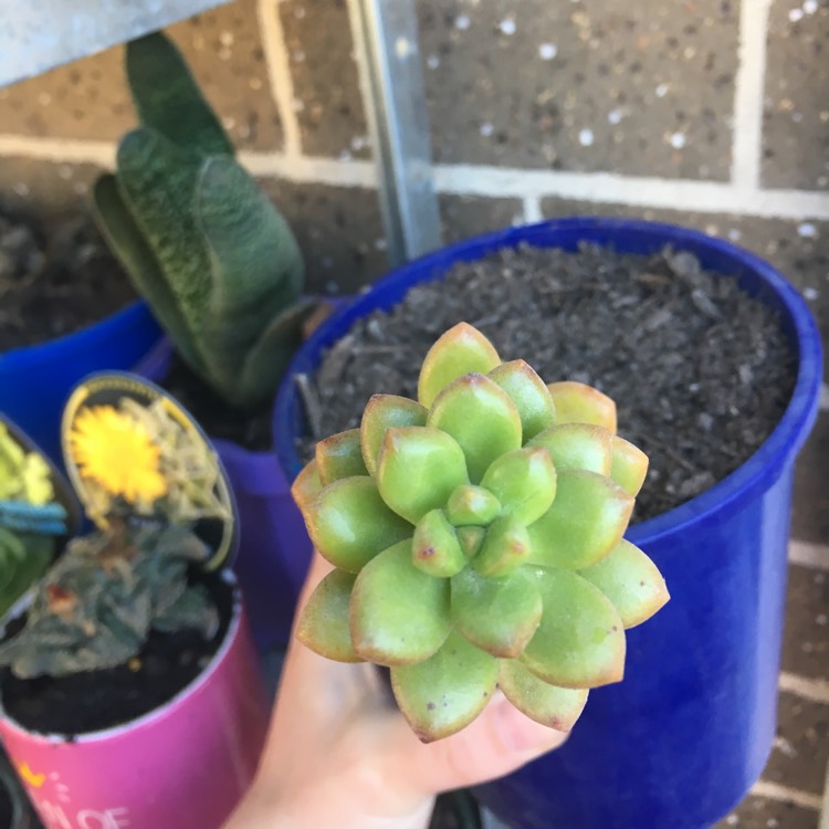 Plant image Sedum lucidium 'Coachwood'