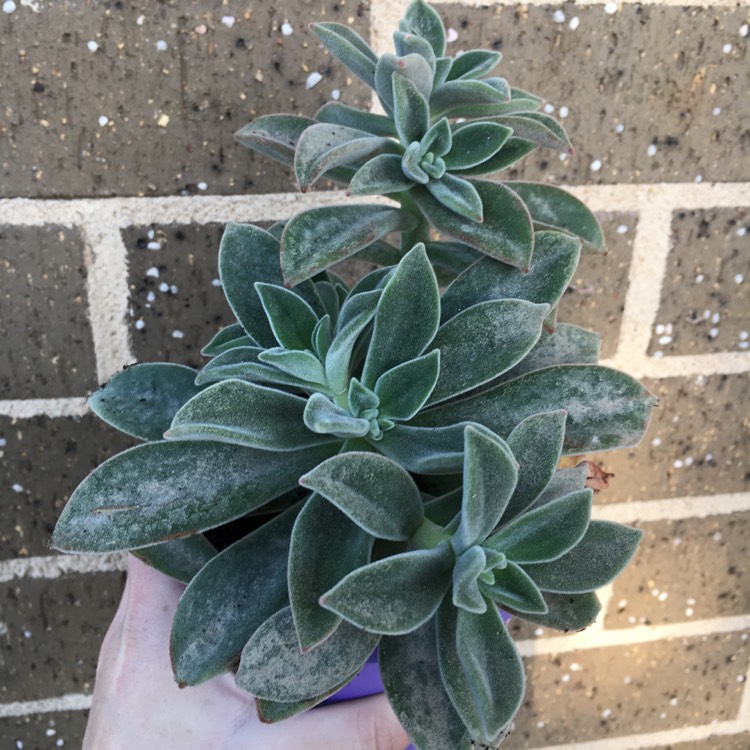plant image 1176441