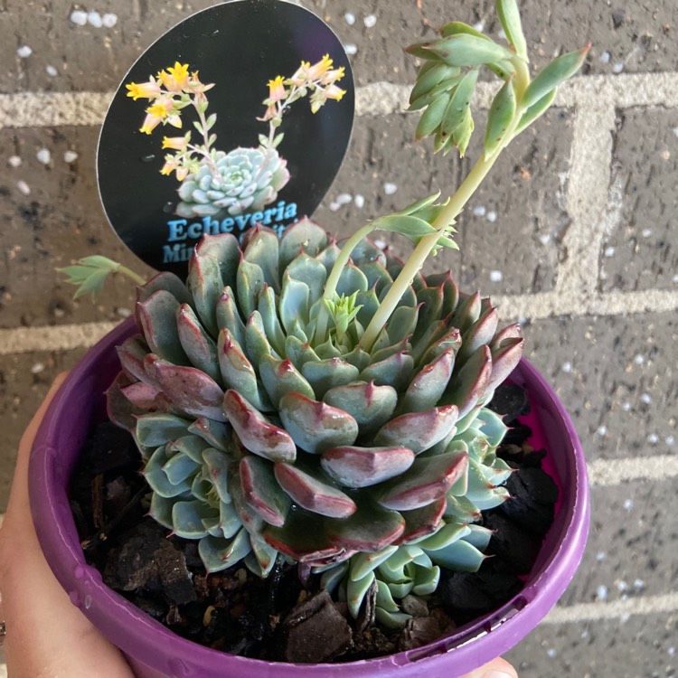 Plant image Echeveria Minima White Form