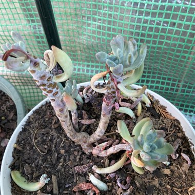 x Pachyveria Clavifolia