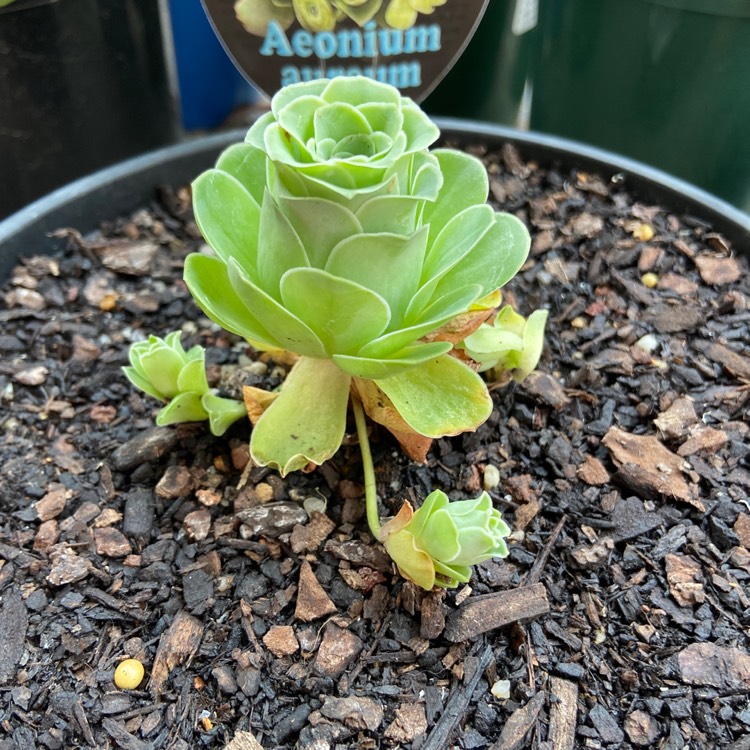 Aeonium Aureum, Aeonium 'Greenovia' - uploaded by @SucculentGardener