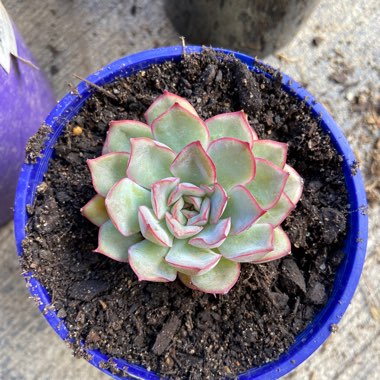 Echeveria Hercules