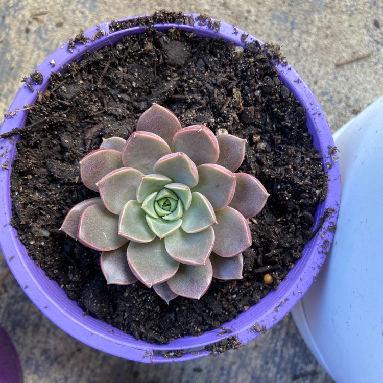 Plant image Echeveria Parks Pop Candy