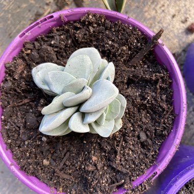 Crassula 'Morgan's Beauty'