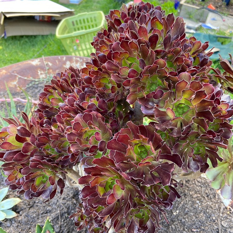 plant image 1245147 plant image 1245147