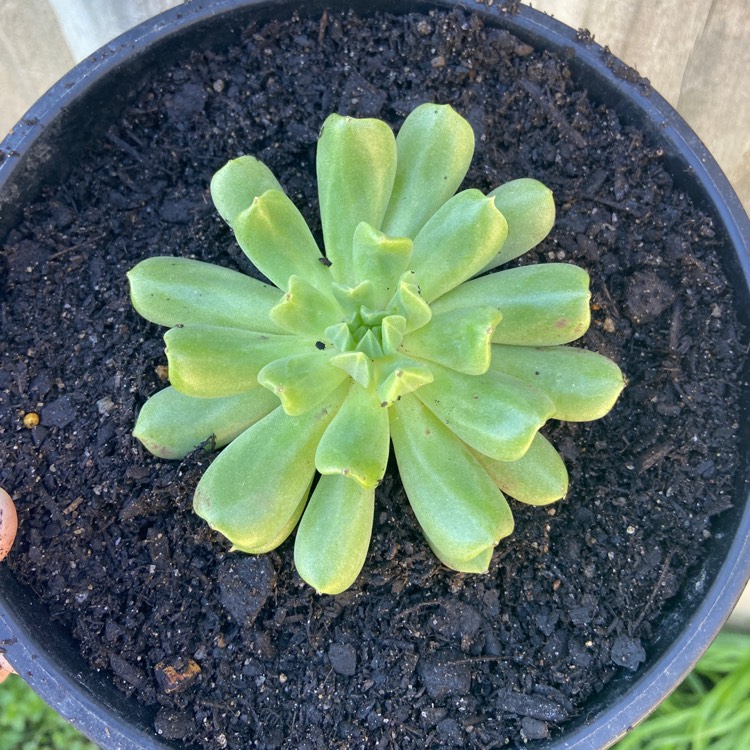 plant image 1322153