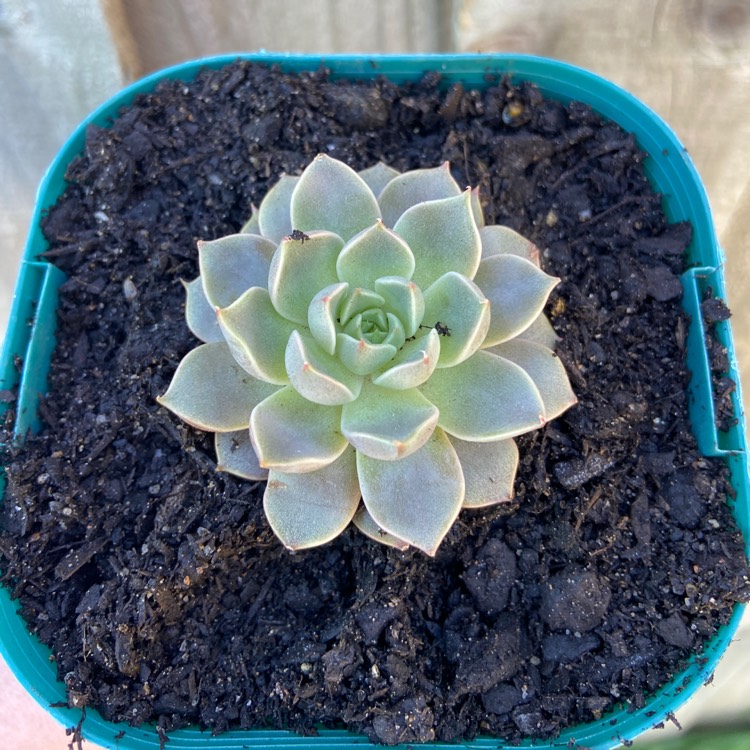 Plant image Echeveria Parks Pop Candy