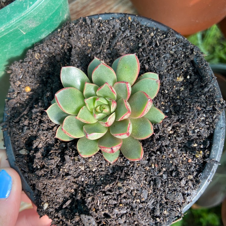plant image 1322172