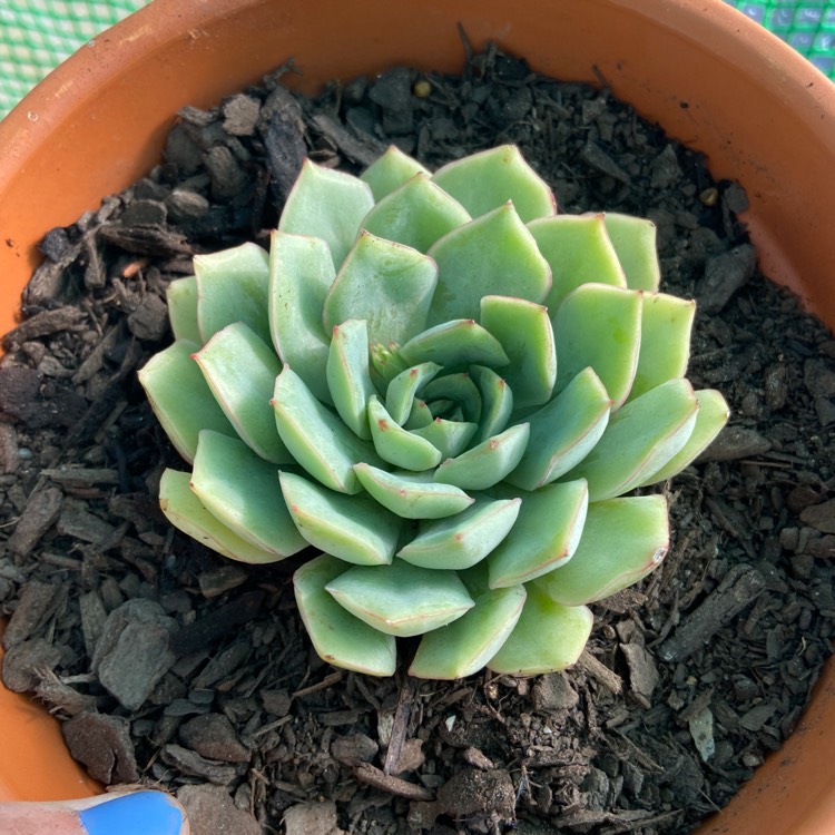 plant image 1322174
