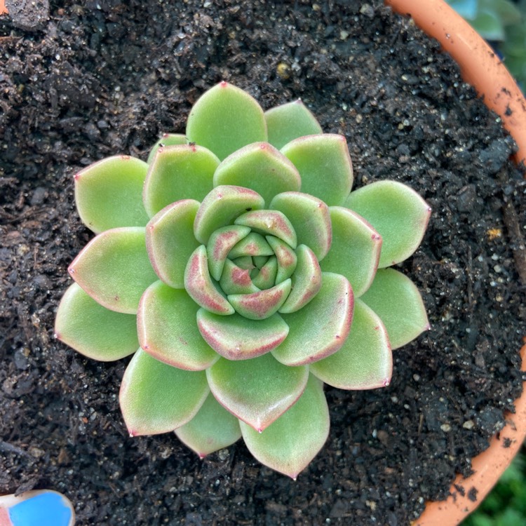 Plant image Echeveria Black Rose
