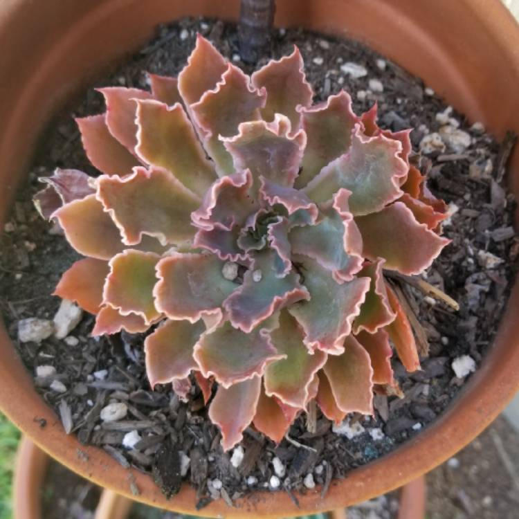 Plant image Echeveria Shaviana Pink Frills