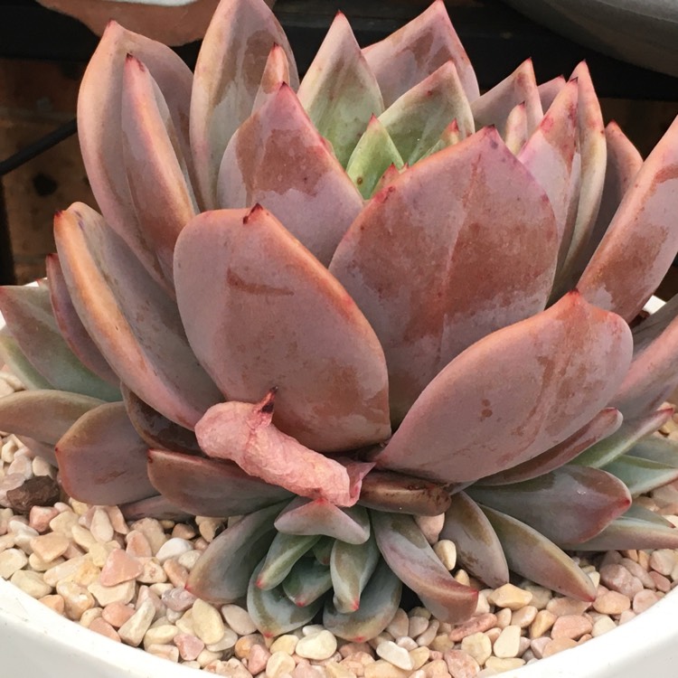 plant image 1202314