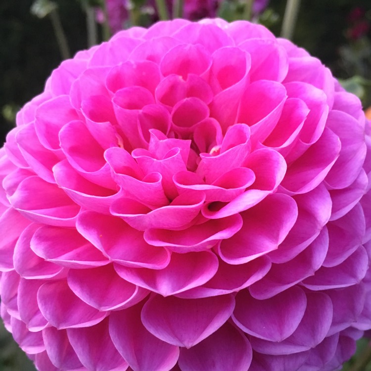 Plant image Dahlia 'Addison June'