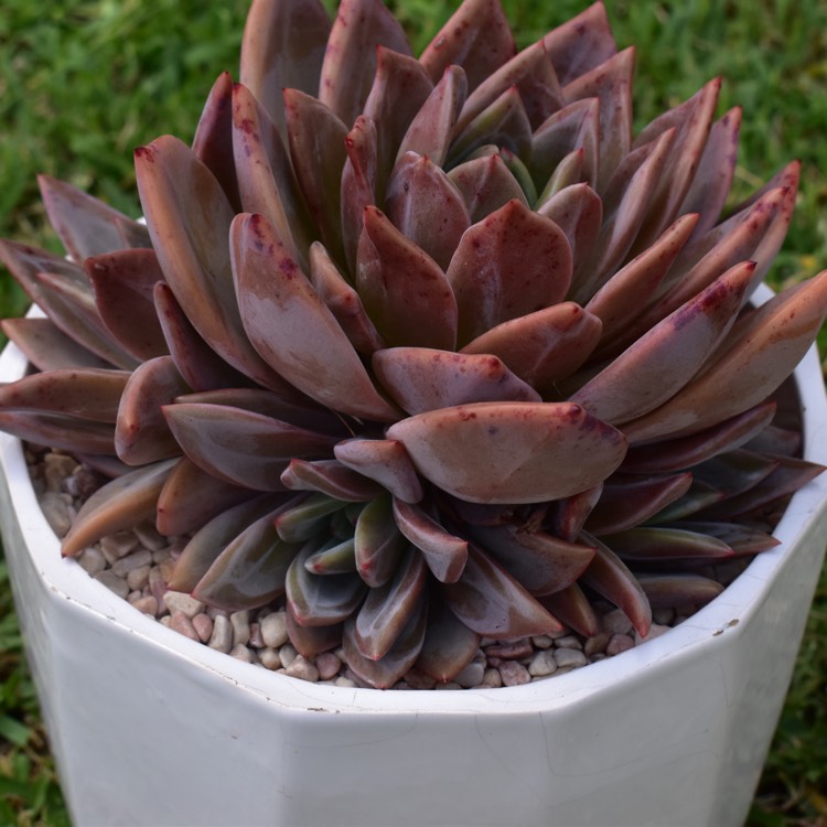 plant image 1239425