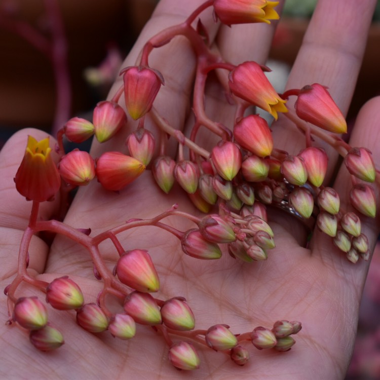 plant image 1387485 plant image 1387485