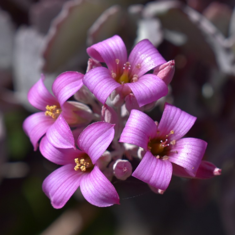 Plant image Kalanchoe Pumila