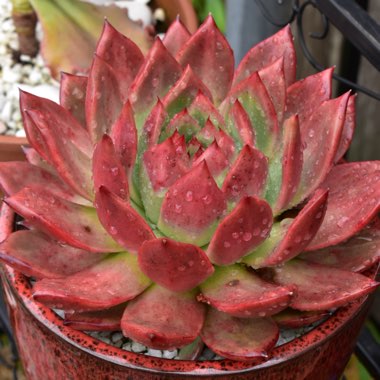 Echeveria Agavoides Amestro