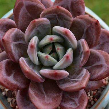 Echeveria Romeo xLaui