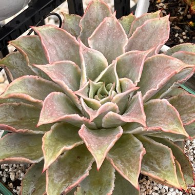 Echeveria 'Madiba'