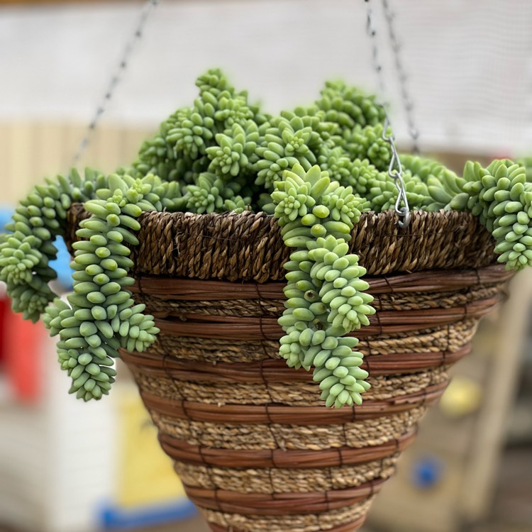 plant image 1556631