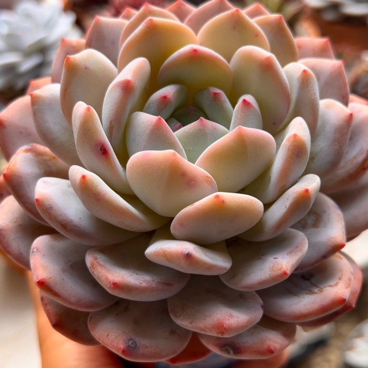 plant image 1624437