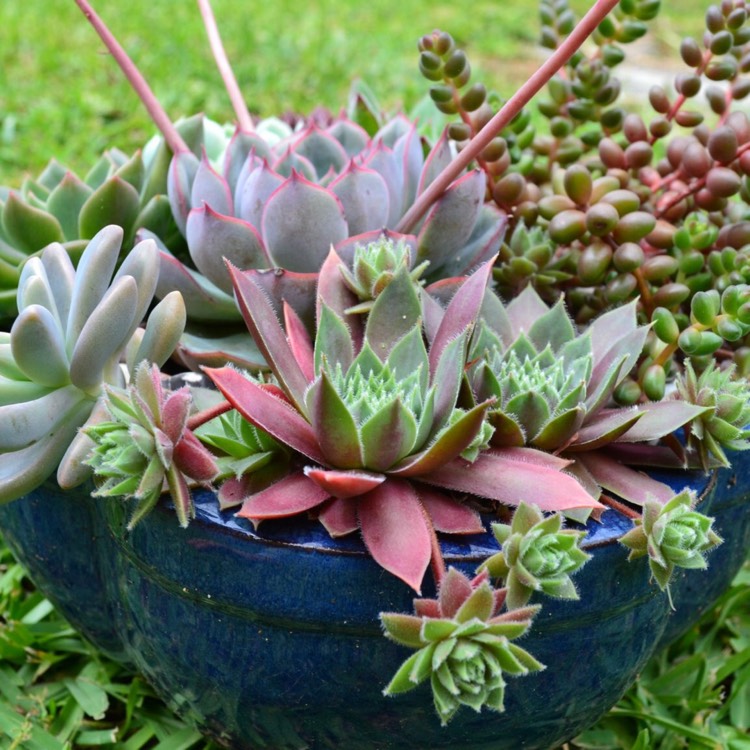 plant image 933372