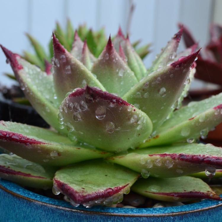 plant image 941355 plant image 941355