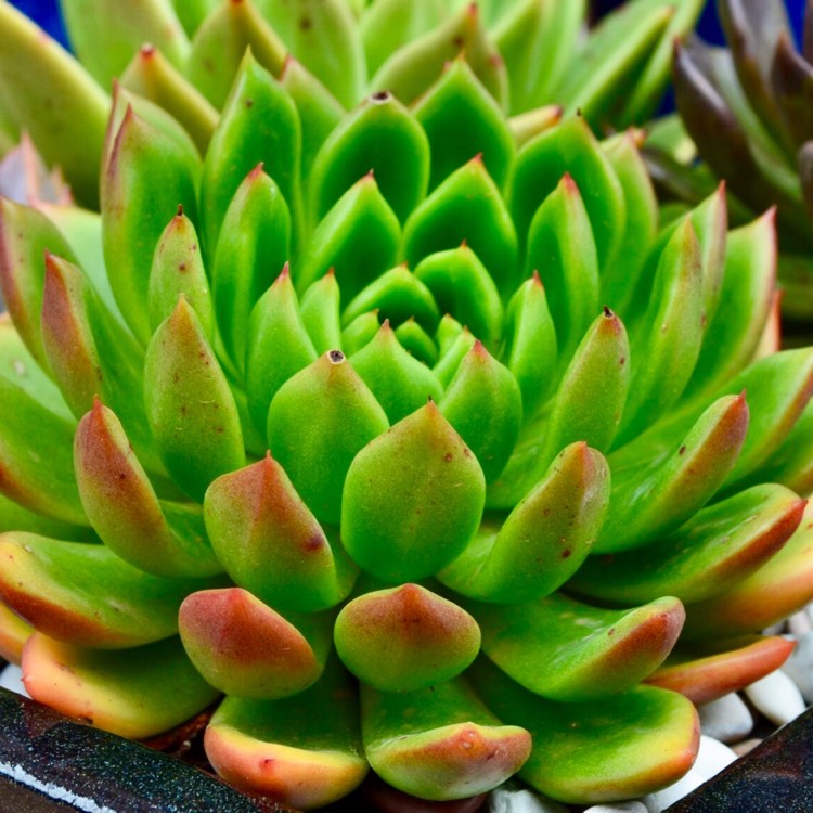 Plant image Echeveria Agavoides Jade Point