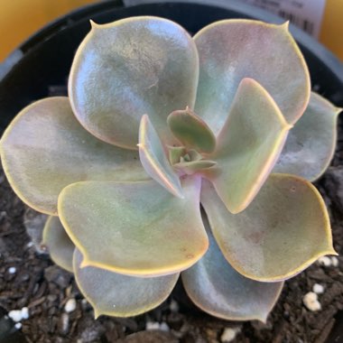 Echeveria 'Perle Von Nurnberg'