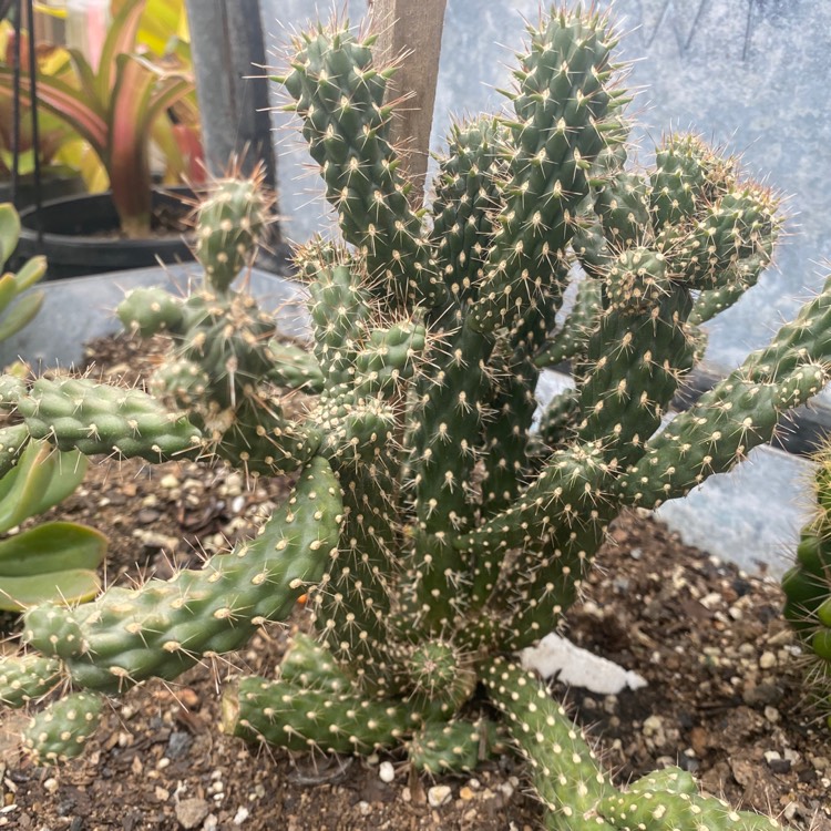Plant image Cylindropuntia fulgida var. mamillata