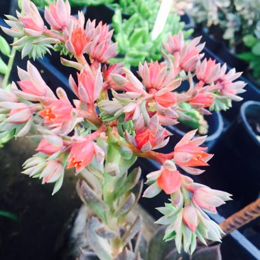 Echeveria Black Prince