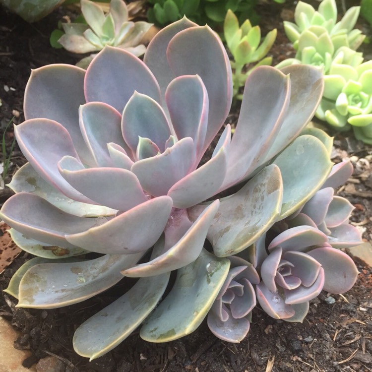 plant image 612596