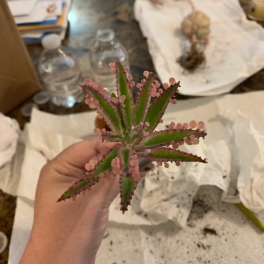 Kalanchoe delagoensis x daigremontiana