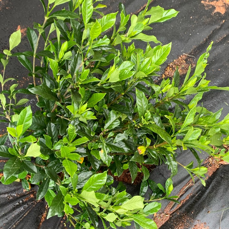 plant image 1296692