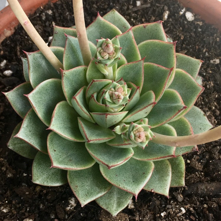 plant image 1151328 plant image 1151328