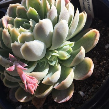 Echeveria Elegans