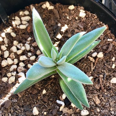 Crassula 'Surprise Party'